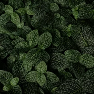 illustration florale